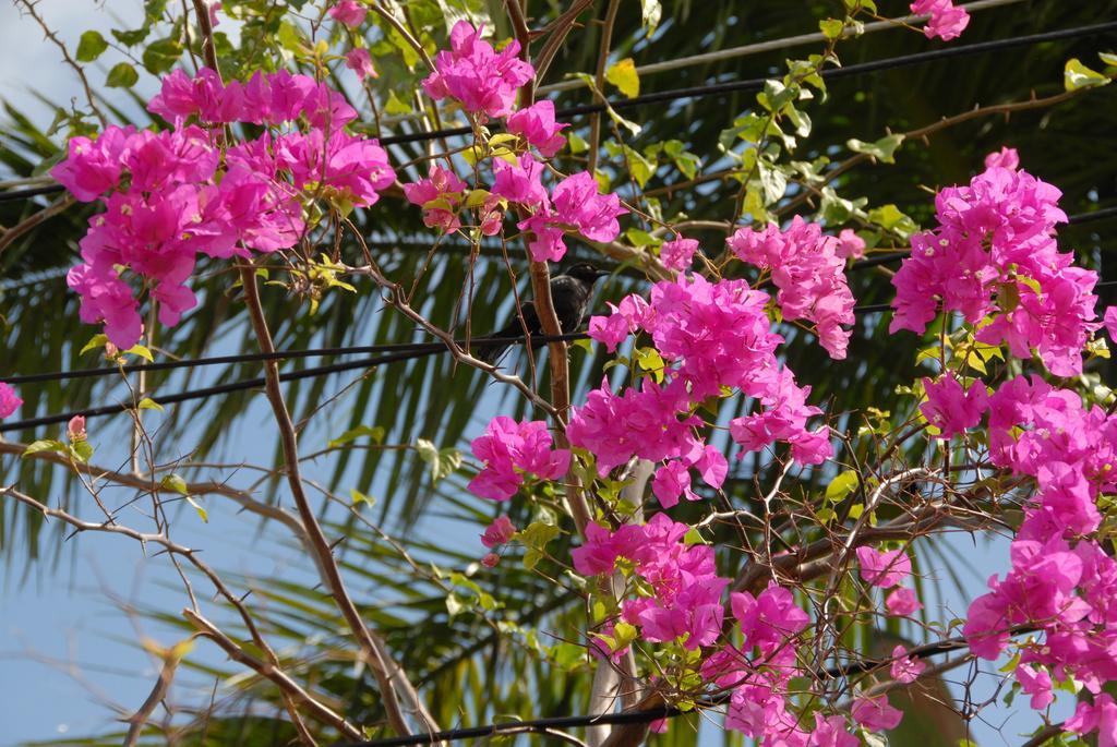סנט ג'יימס Sandy Bliss Condominiums מראה חיצוני תמונה